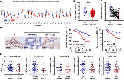 RNF180 Inhibits Proliferation and Promotes Apoptosis of Colorectal Cancer Through Ubiquitination of WISP1